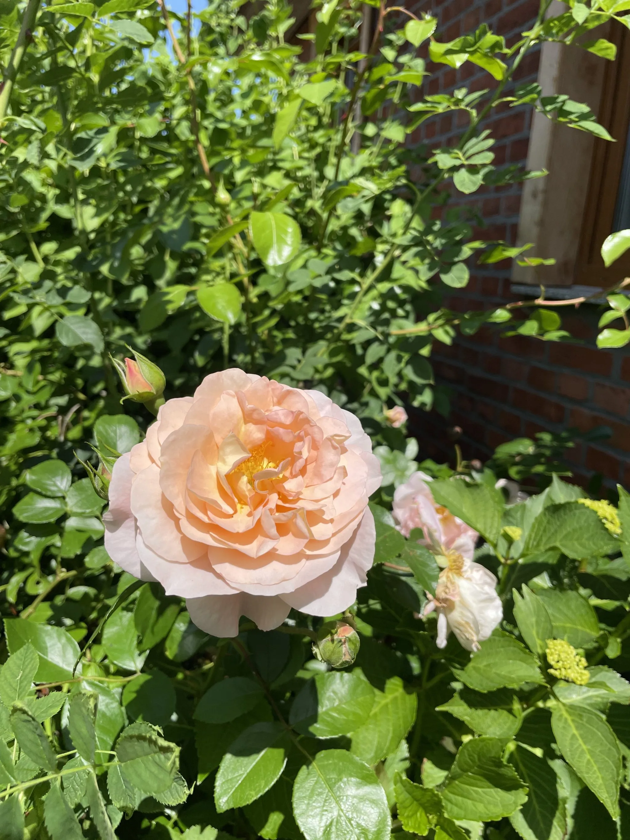 Immobilienangebot - Putlitz - Alle - Frühlingsidylle zwischen HH & Berlin – Bauernhaus, Scheune, Teich, Streuobstwiese